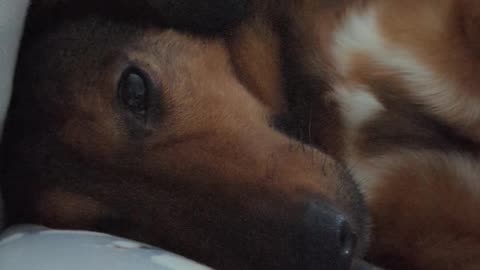 Dog sleeping on the sofa