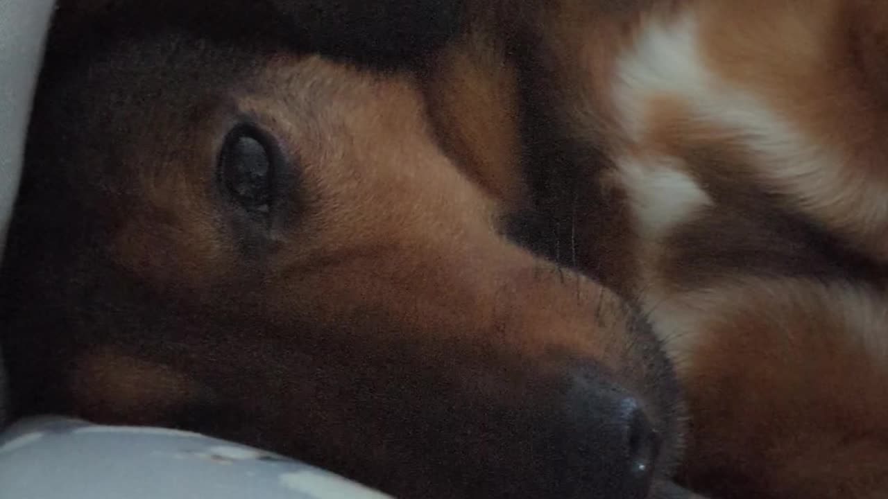 Dog sleeping on the sofa