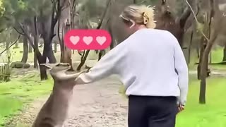 The man saved a baby kangaroo and gave it a warm home