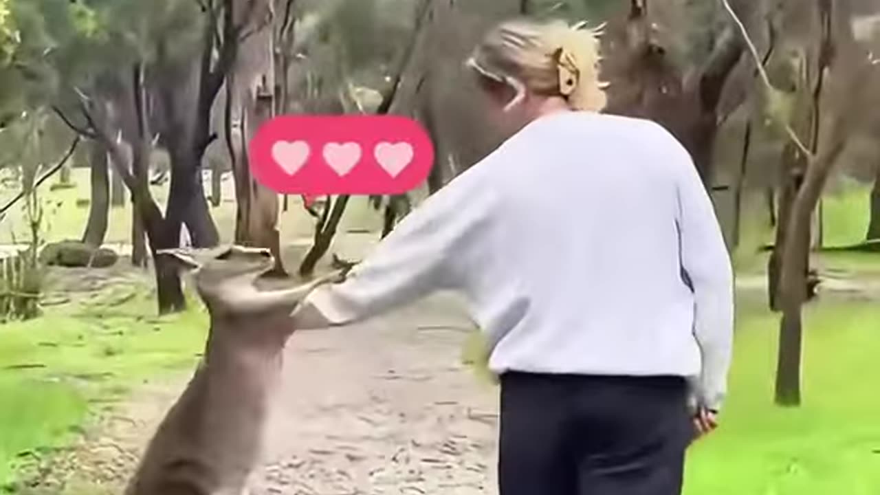 The man saved a baby kangaroo and gave it a warm home