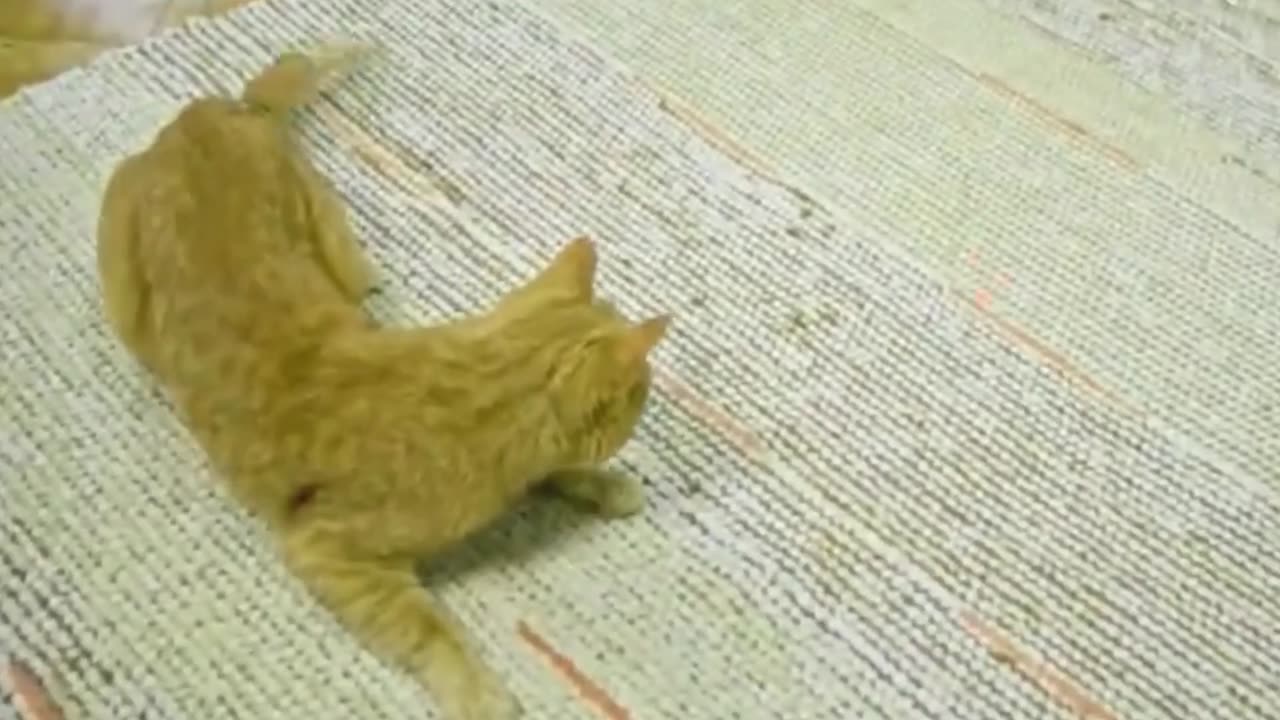Life of Cute Animals.