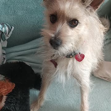 Luna and her toy 🐕🤣