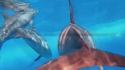 MERMAIDS