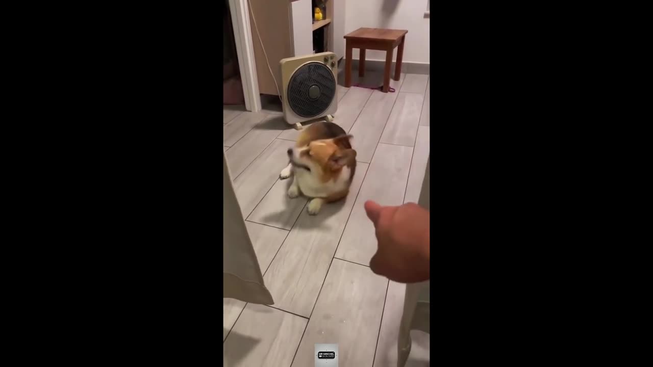 2025 Funniest Cats and Dogs Memes Try Not to Laugh Challenge
