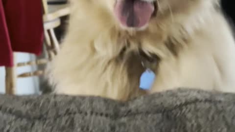 "Starving", Fluffy Golden Retriever DEMANDS Her Dinner. #dogshorts #dog #goldenretriever