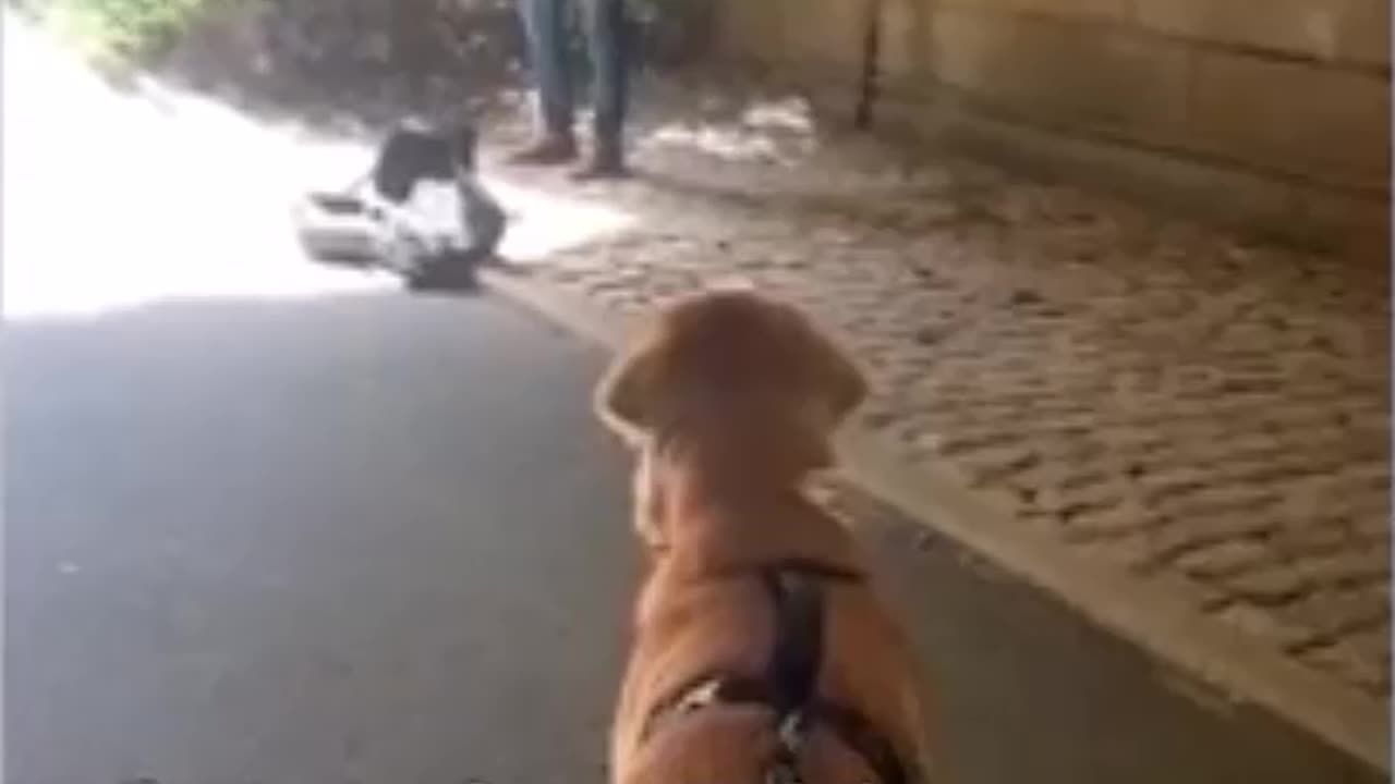 FUNNIEST Pets of 2025! 🤣 TOP Videos of the YEAR