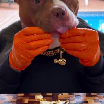 Viral🔥🔥 funny🤣🤣 dog