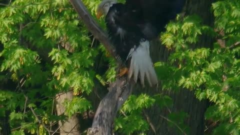 As the eagle was killed by the arrow winged with his own feather