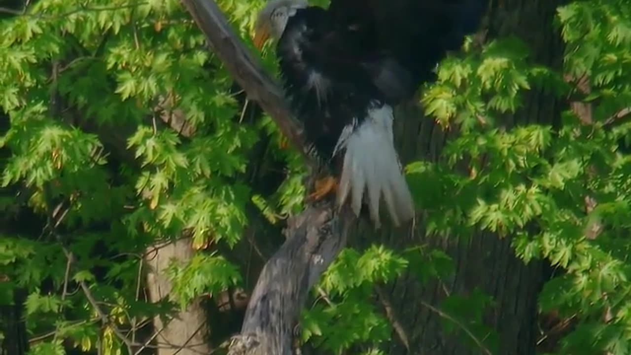 As the eagle was killed by the arrow winged with his own feather