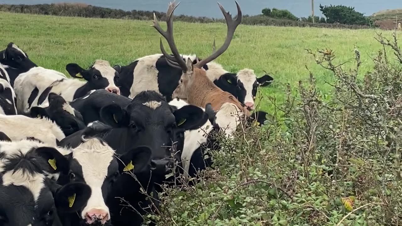 Stag Hides In Cow Herd