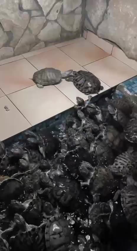 Survivor turtles edition