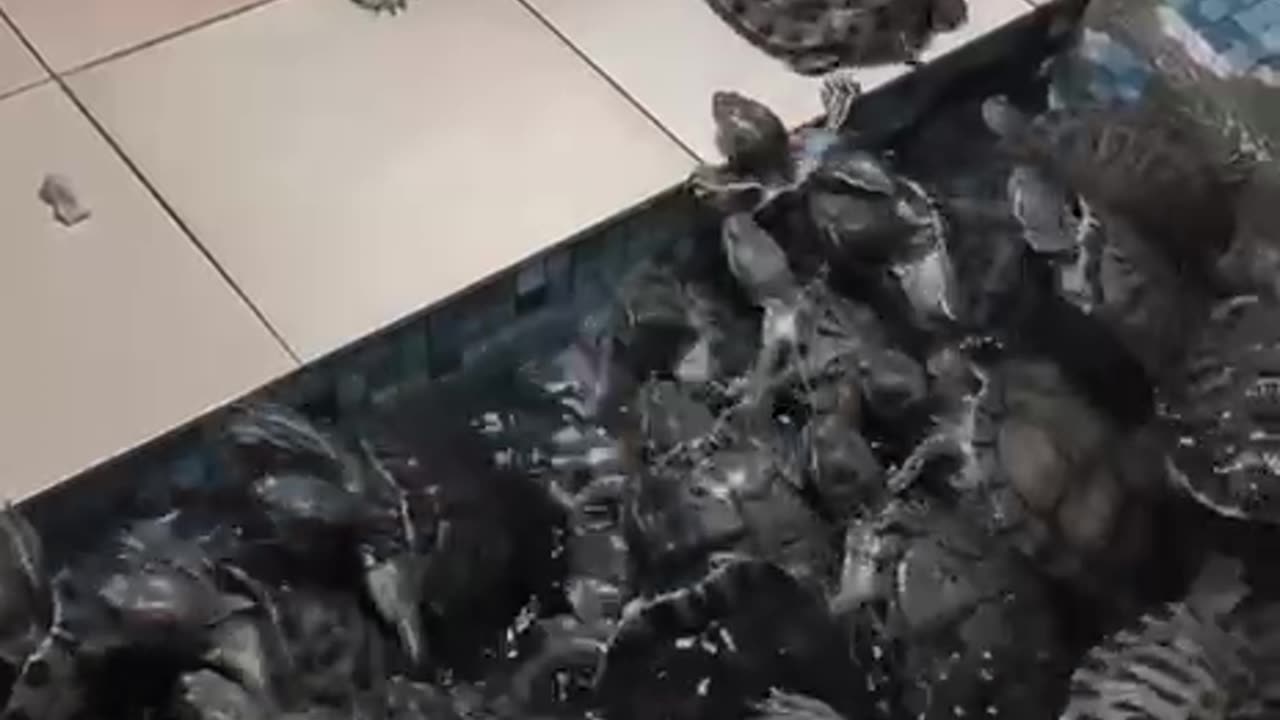 Survivor turtles edition