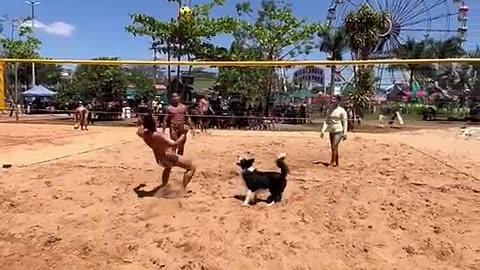 Look how dog play Vollyball