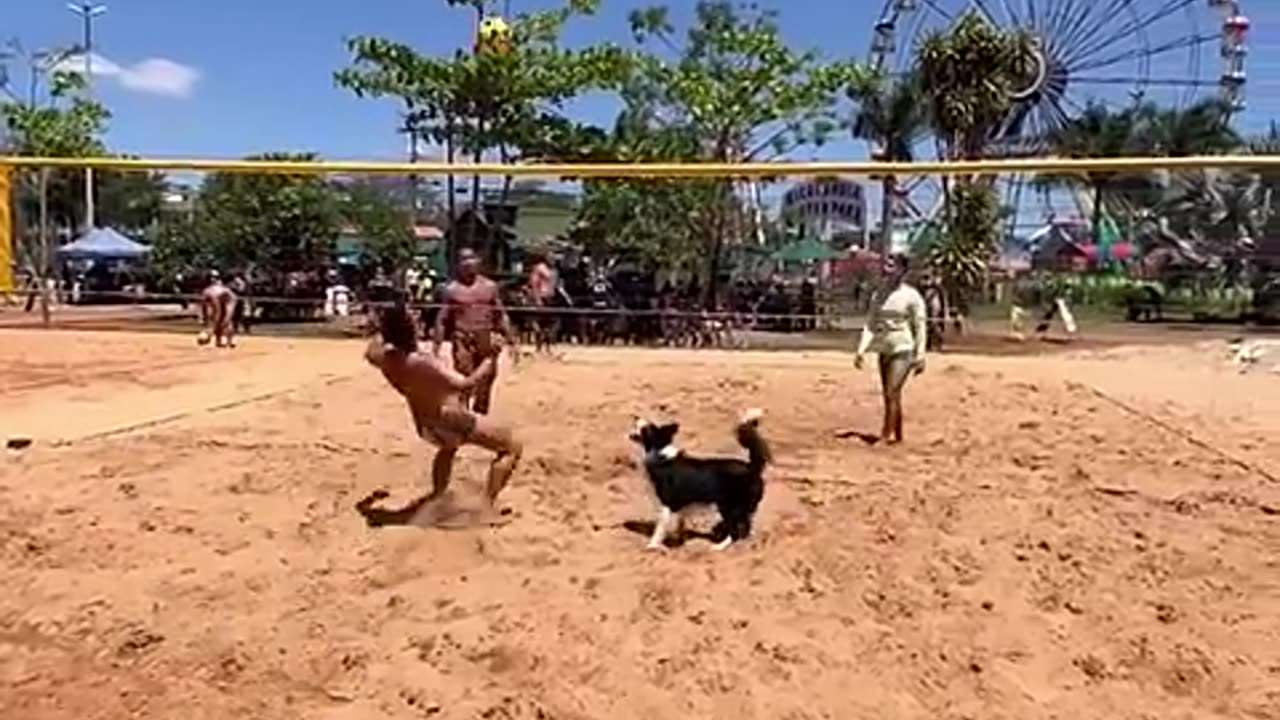 Look how dog play Vollyball