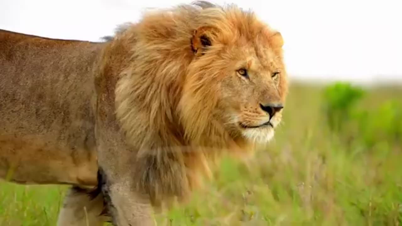 "King of the Wild: The Majestic Lion"