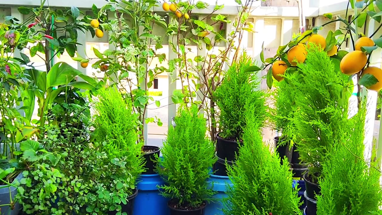 Balcony Garden Tour