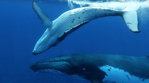 Baby Whale Playtime Gets Dangerous