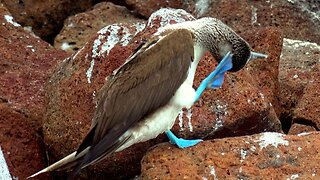 Mating pair of blue-footed boobies greet affectionately in Galapagos Islands