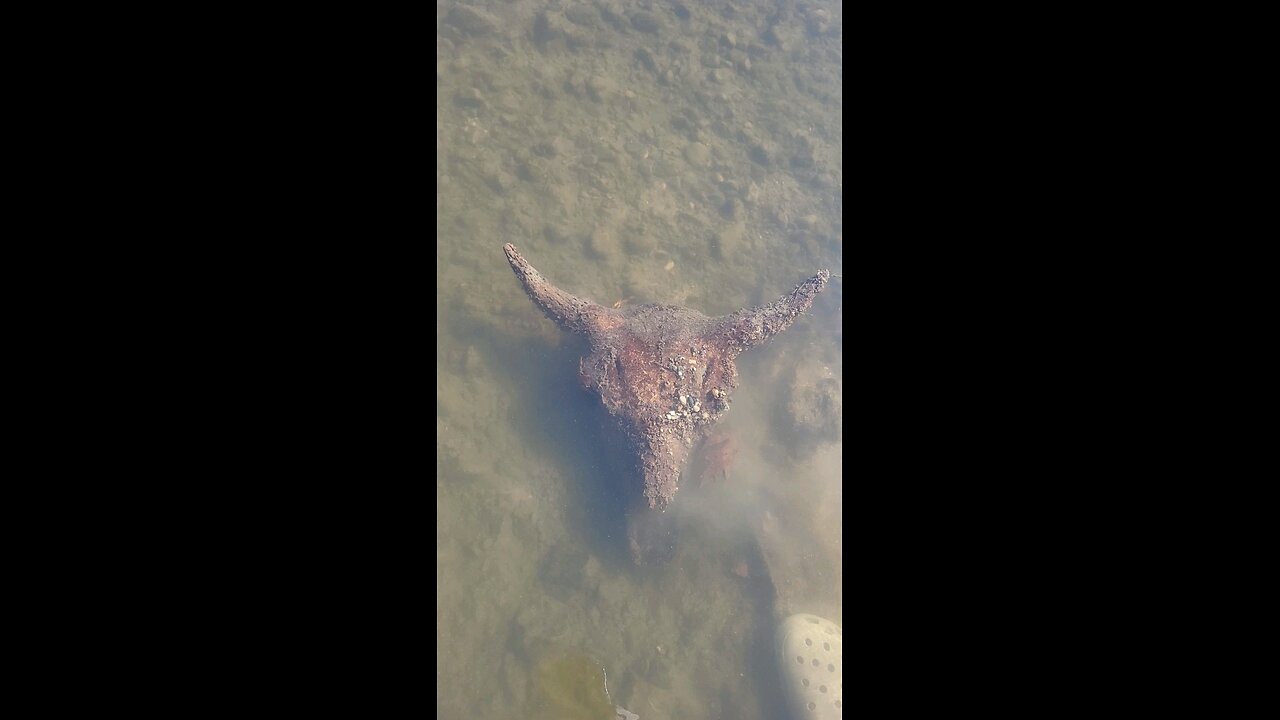 Pulling another old bison skull out of a river