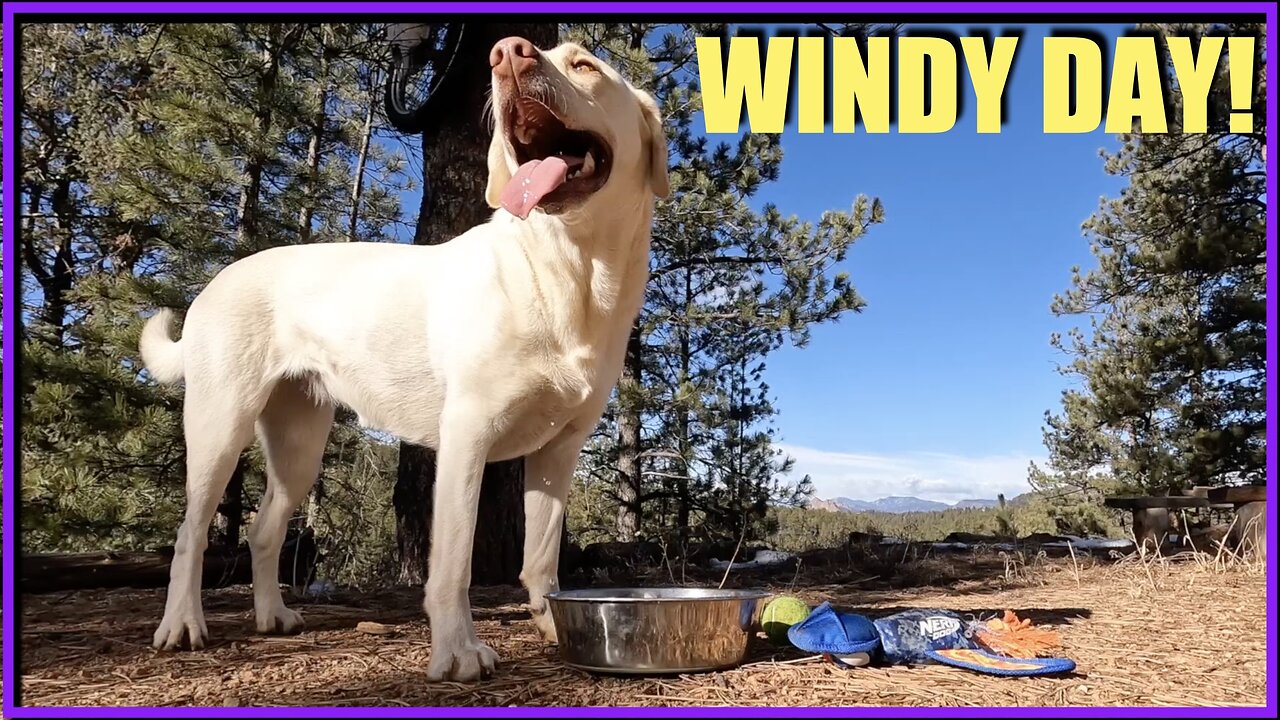 Windy Day