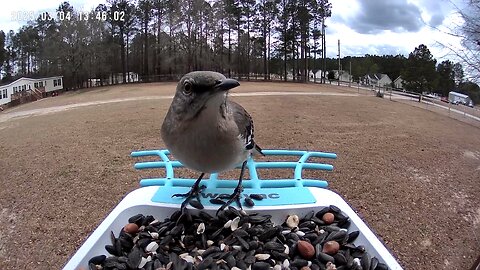 1 minute of a mocking bird eating