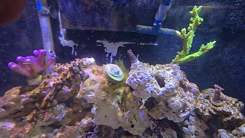 reef tank