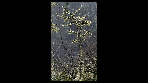 How to Identify a Douglas Fir cone