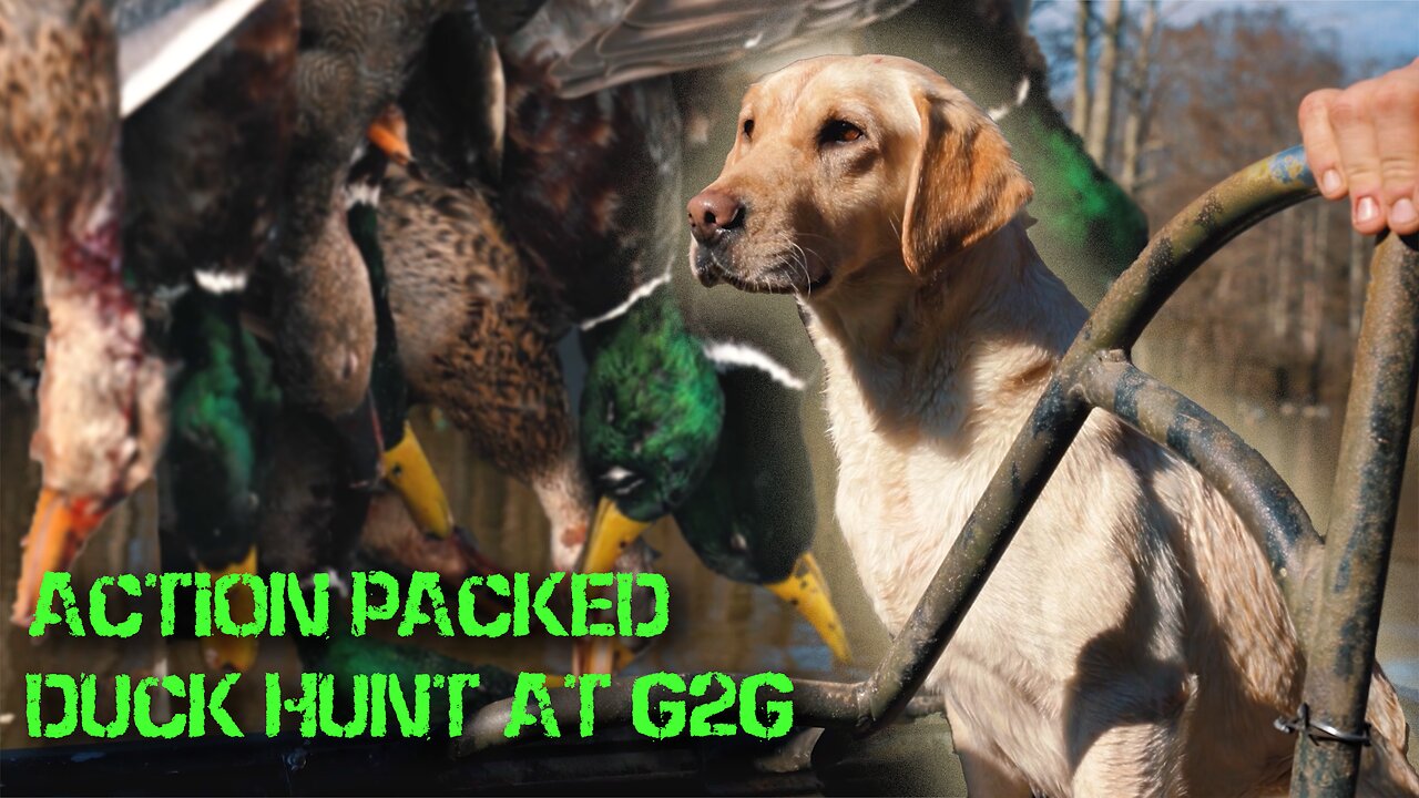 ACTION PACKED DUCK HUNT | G2G - Obion, TN