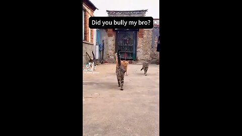 Cat the bully