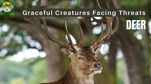 Deer: Graceful Creatures Facing Threats | ANIMALS PEA