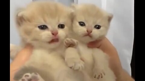 cute baby kittens 🥰