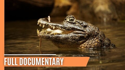 Discovering the Secret Lives of Crocodilians _ Full Documentary