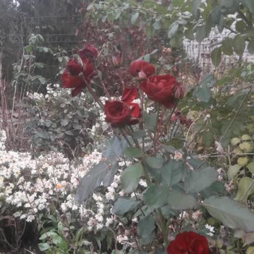 Burgundy roses in winter