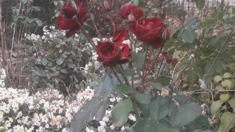 Burgundy roses in winter