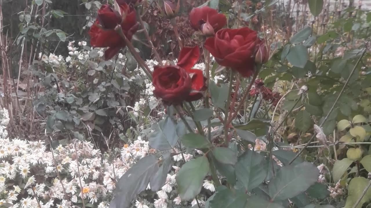 Burgundy roses in winter