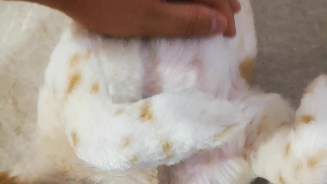 PERROS DIVERTIDOS 2025