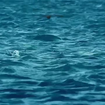 🙀 Discover the incredible wonders and milestones of marine life! 🌊🐠