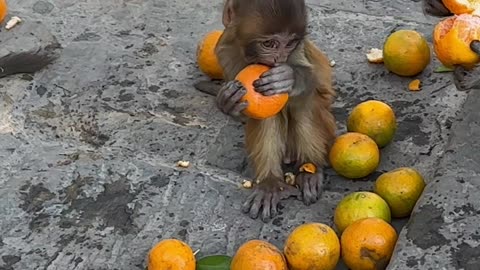 Feeding Oranges to Wild Monkeys