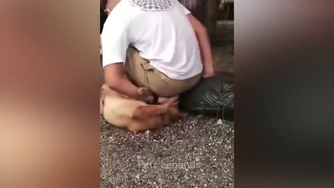 🐾 Funniest Cats and Dogs Compilation 2025 🐾