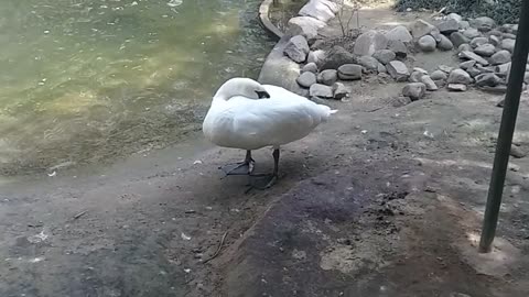 Brid park Chandigarh, animal