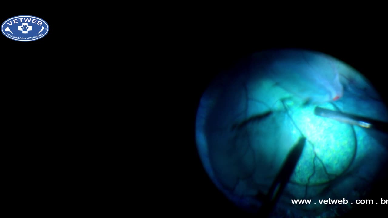 Cirurgia de Retina em cães (Descolamento)