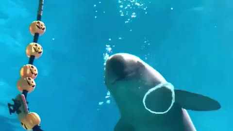 Dolphin blowing bubble rings