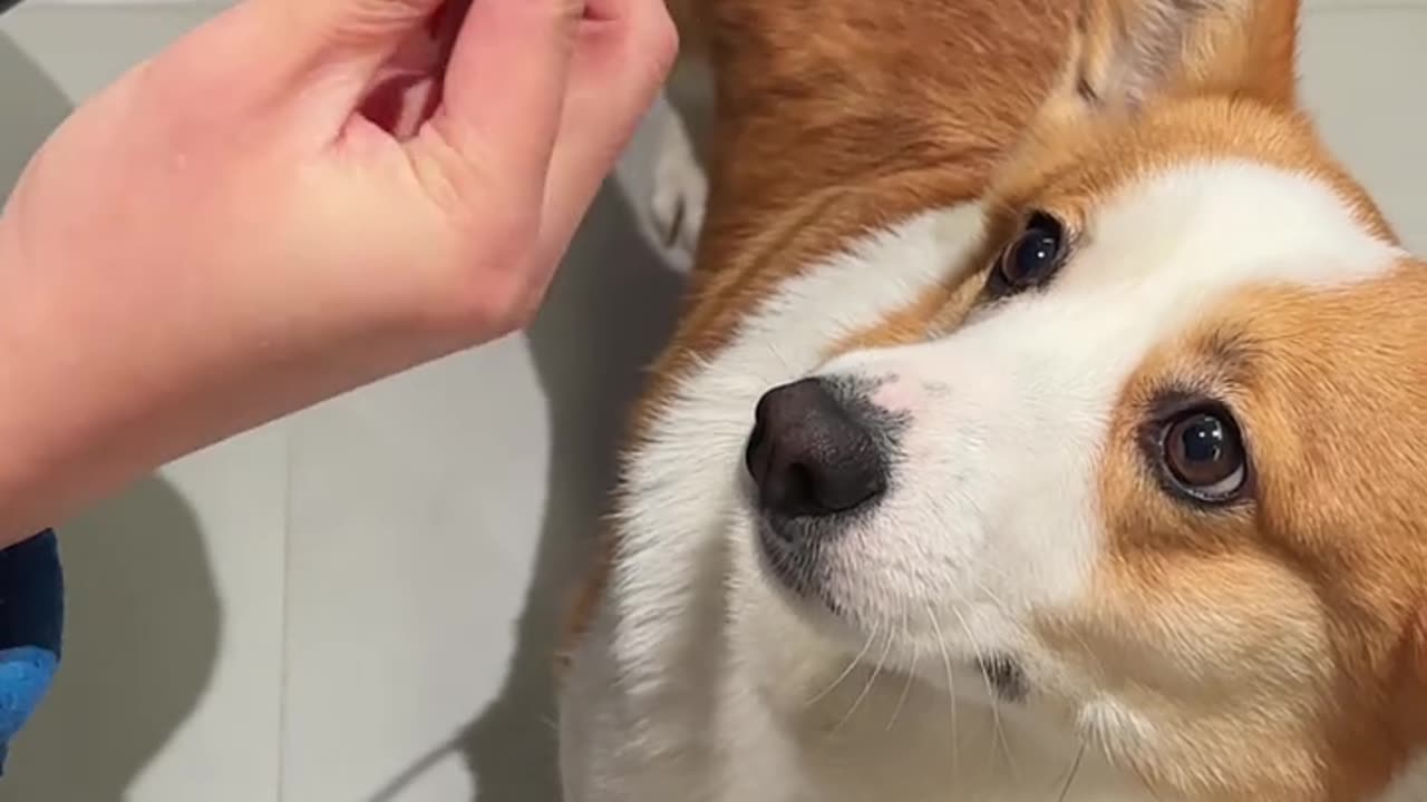 Dog trying hard to get food