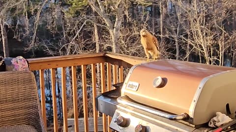 Tommy Hawk Catches Treat in Midair