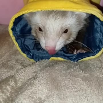 A ferret and his elephant!