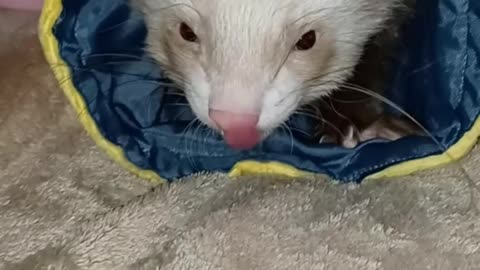 A ferret and his elephant!