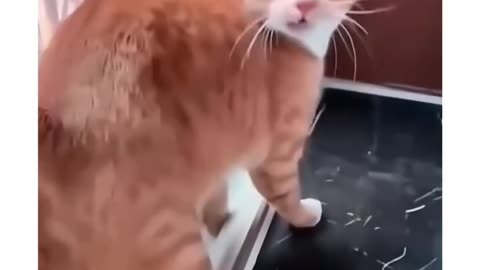 Cats with weird reactions and habits 😂