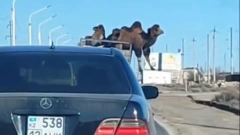 A Camel FELL Out of a Car! Shocking Moment Caught on Video!