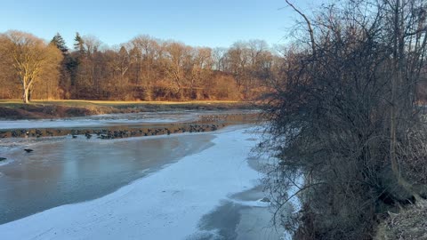 Canada Geese on the frozen Humber river Toronto