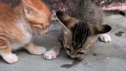 orange kitten was plotting that move from the beginning